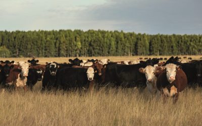 Elaboración de programa de carne carbono neutral para Breeders & Packerds Uruguay y Montes del Plata