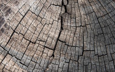 Análisis de la cadena de valor forestal-maderera-celulosa para el desarrollo de escenarios verdes en Uruguay